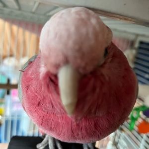 Meet your Posher, Piellowcase